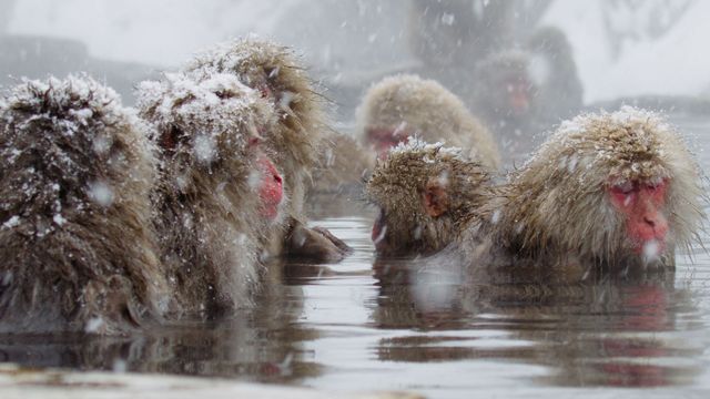 Vignette du programme télé Des singes en hiver : les macaques japonais