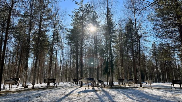 Vignette du programme télé Finlande : l'hiver dans le Grand Nord