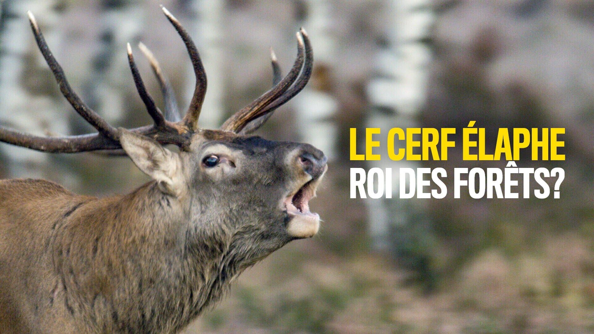 Vignette du programme télé Le cerf élaphe, roi des forêts ?