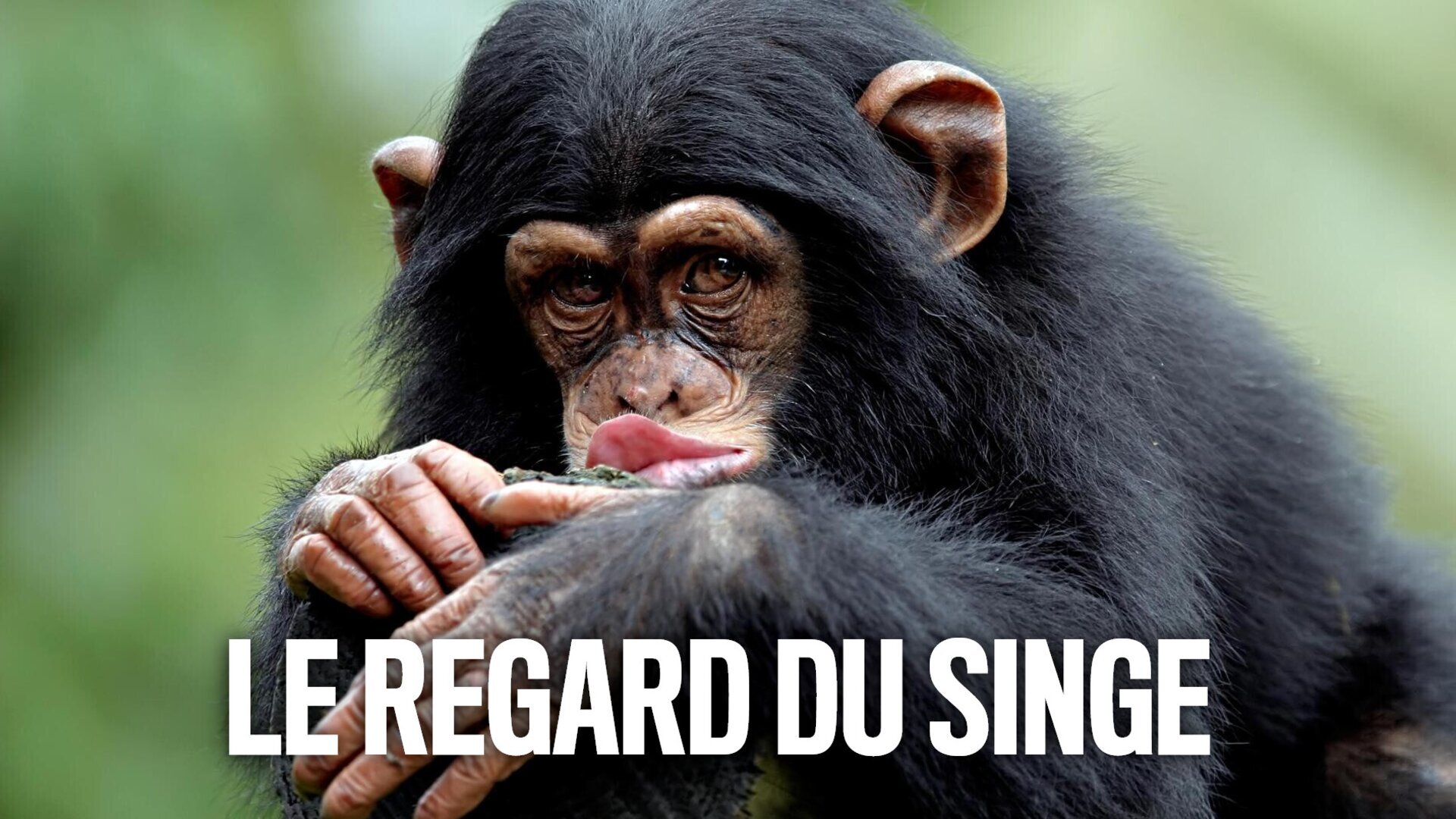 Vignette du programme télé Le regard du singe