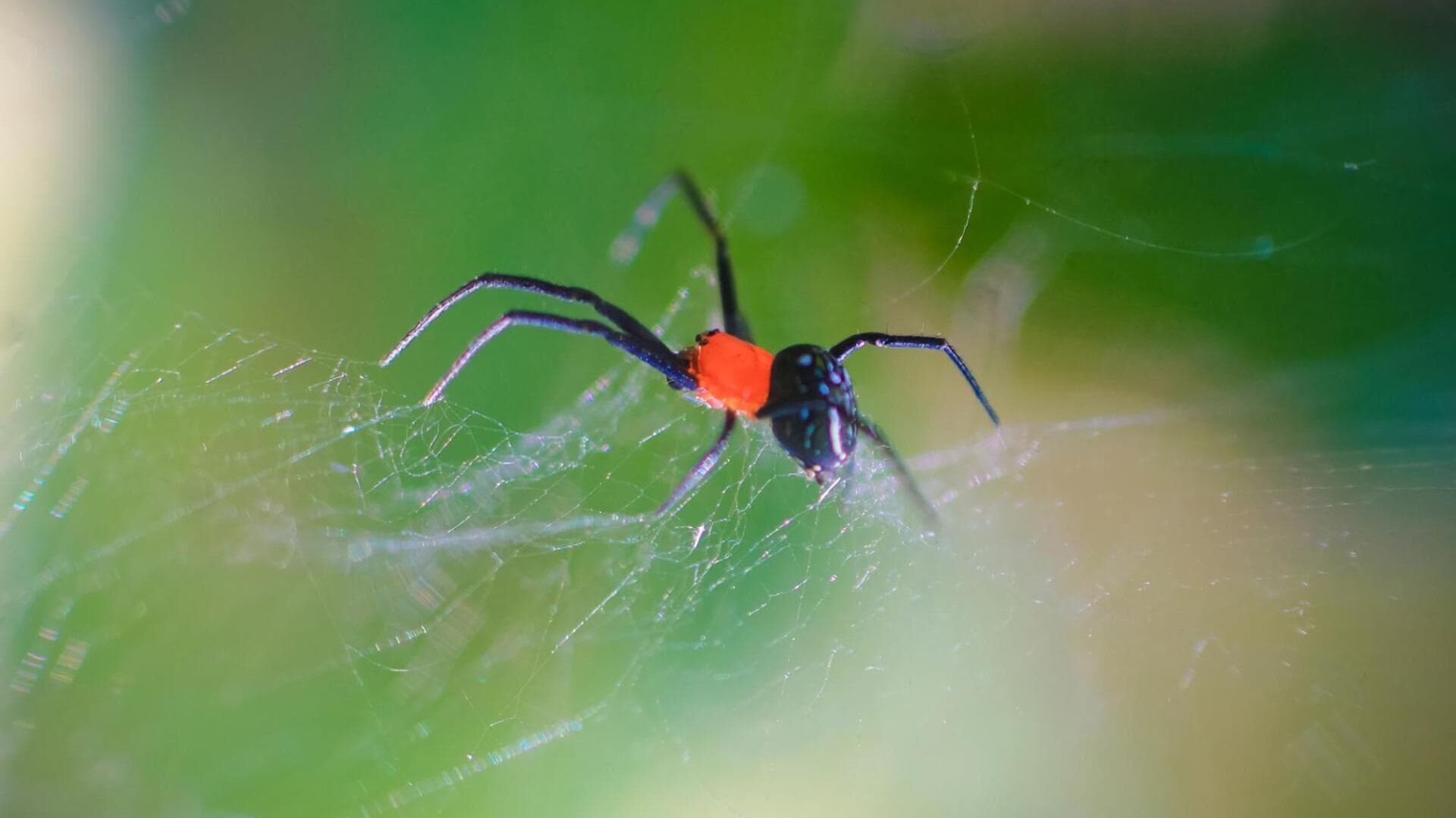 Vignette du programme télé Les araignées, entre phobie et fascination