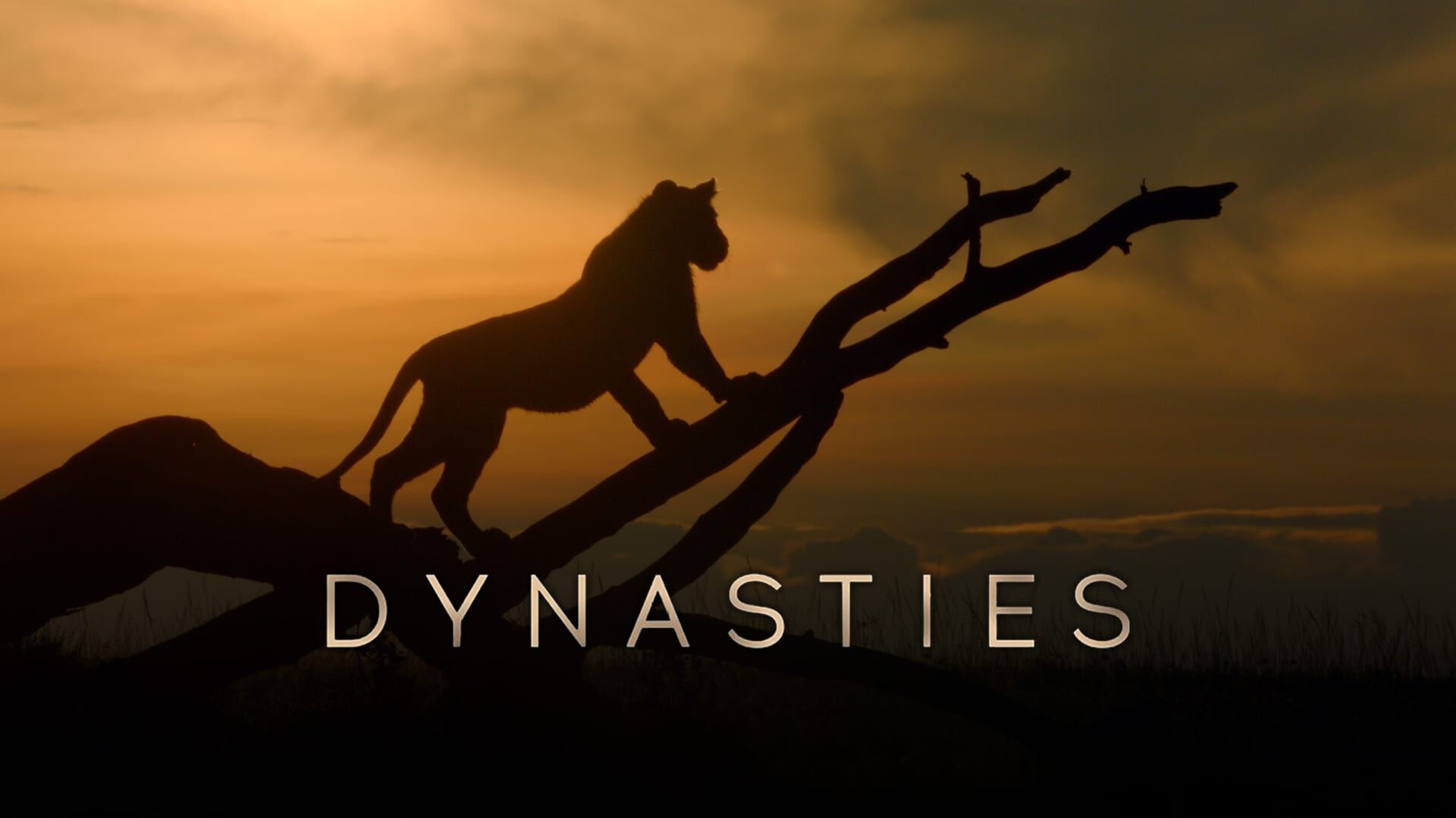 Vignette du programme télé Dynasties