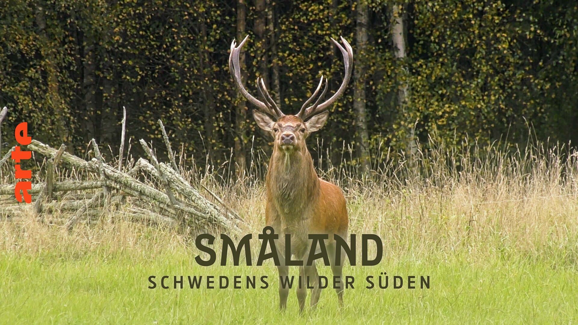 Vignette du programme télé Småland, le royaume des animaux sauvages
