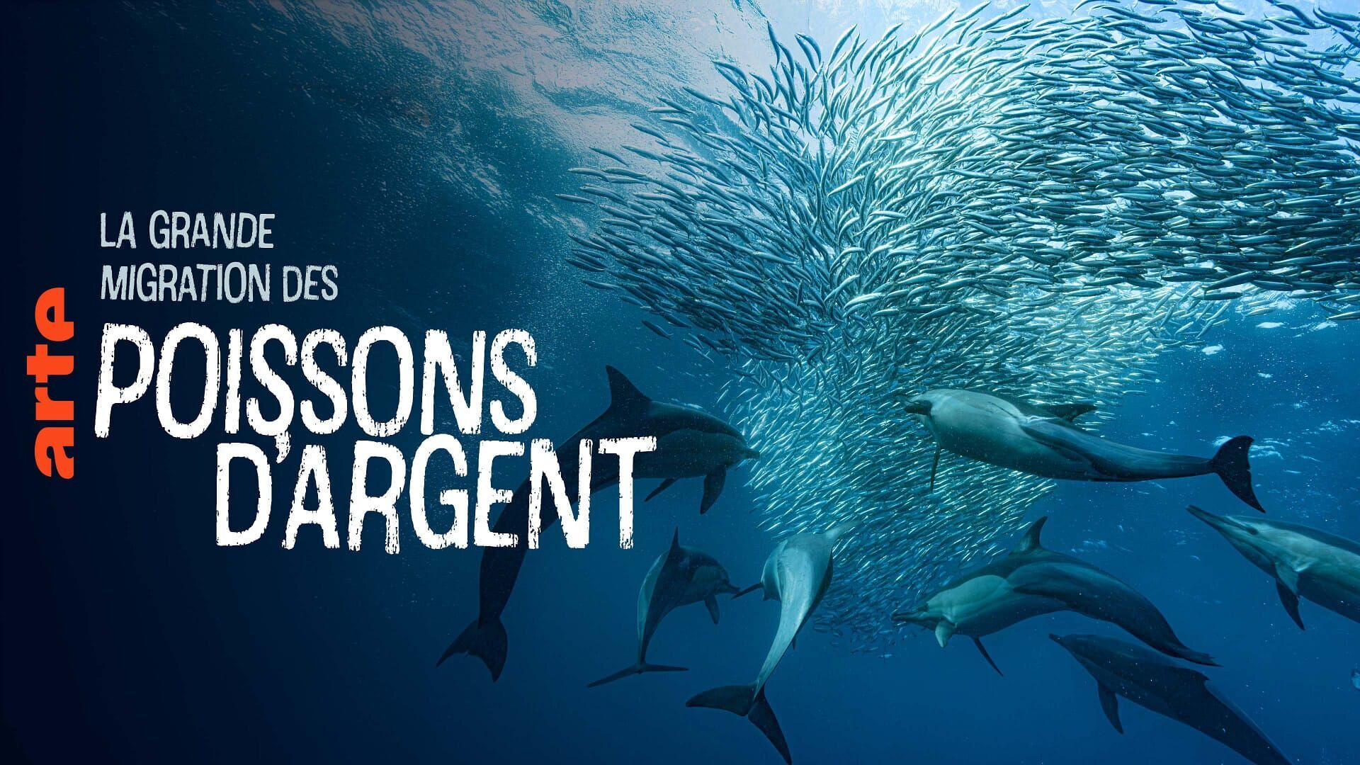 Vignette du programme télé La grande migration des poissons d'argent