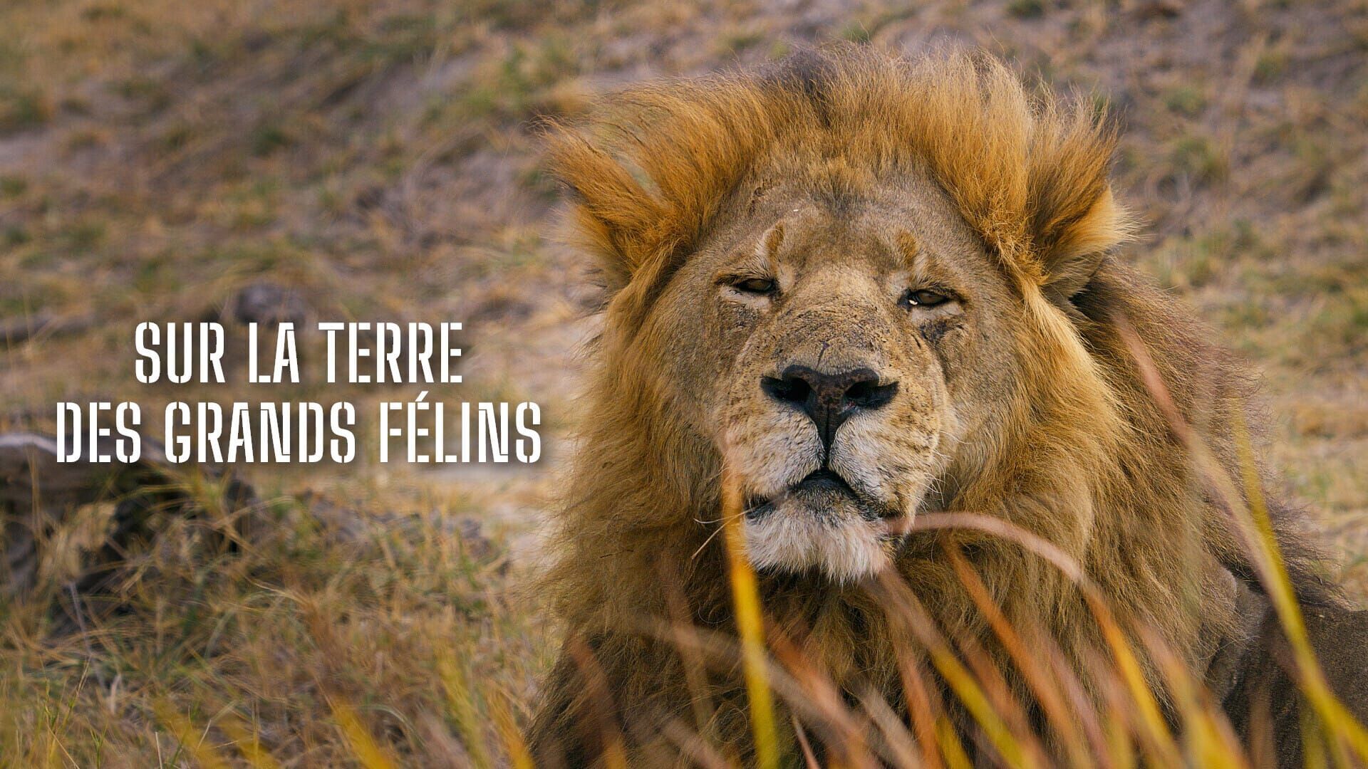 Vignette du programme télé Sur la terre des grands félins