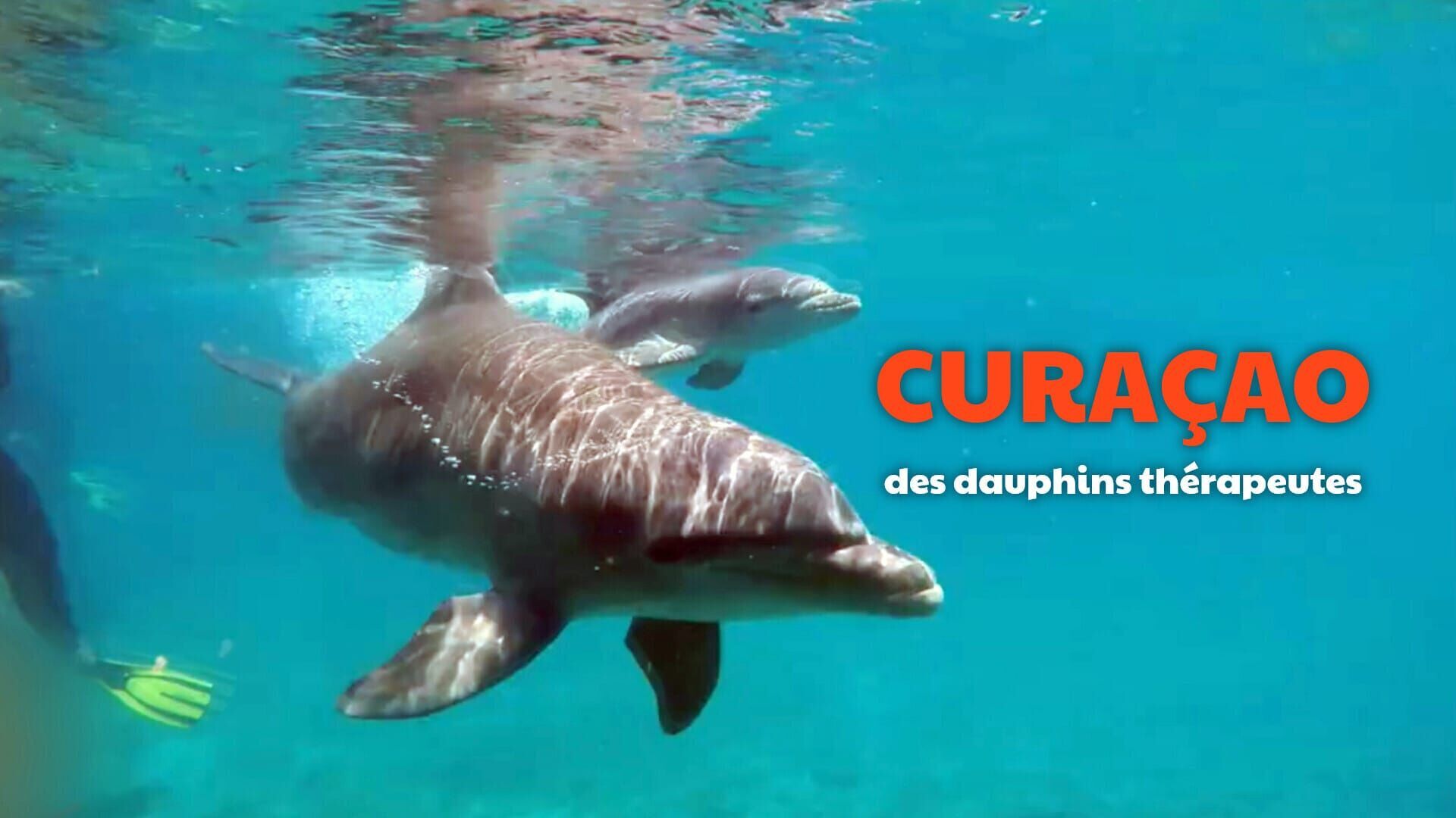 Vignette du programme télé Curaçao, des dauphins thérapeutes