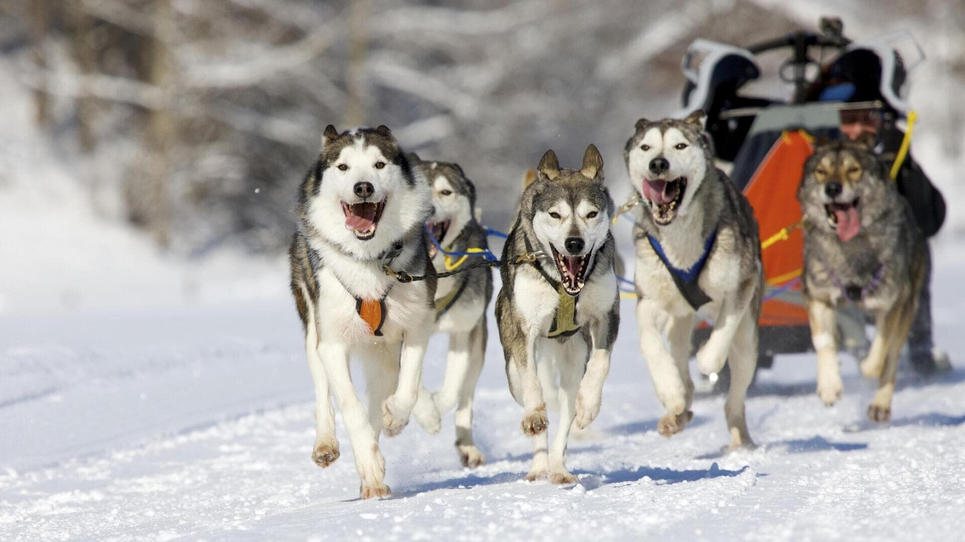 Vignette du programme télé La grande odyssée