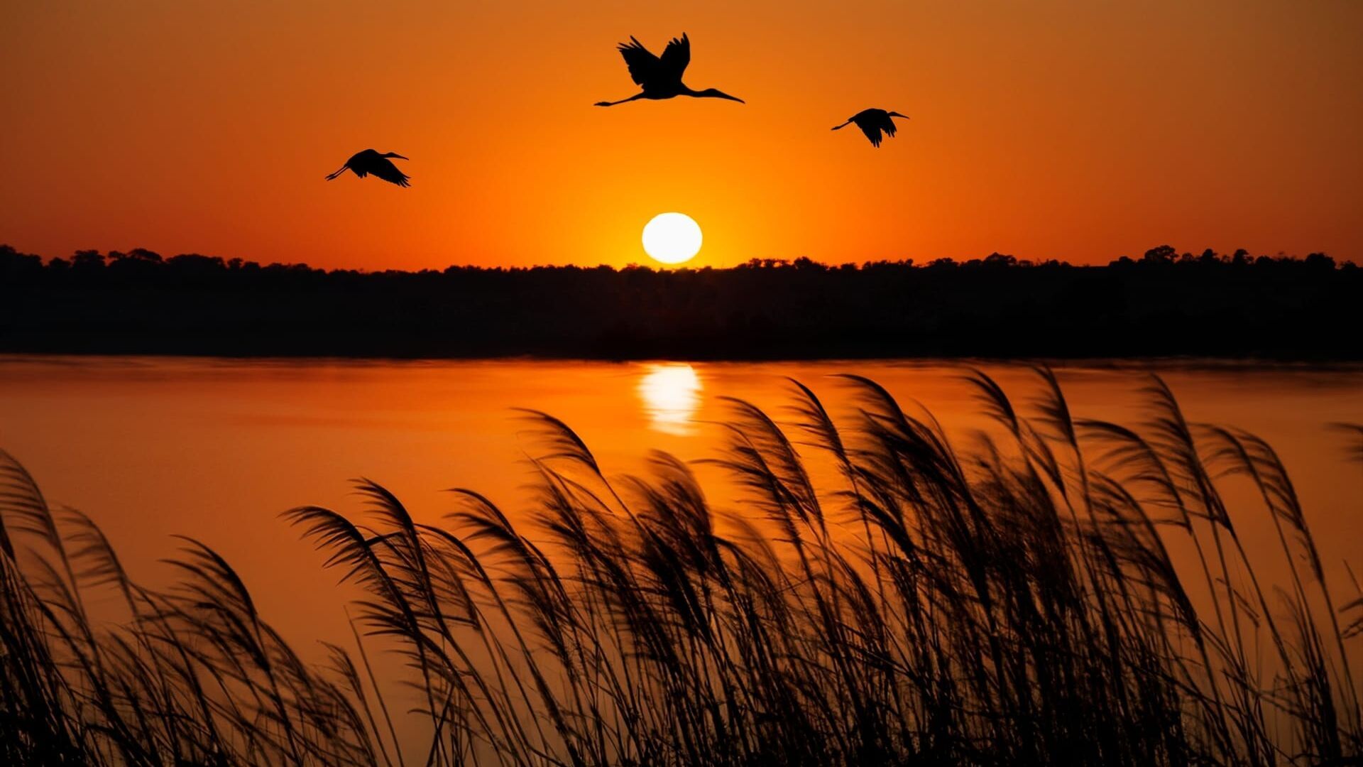 Vignette du programme télé Les miracles du delta de l'Okavango