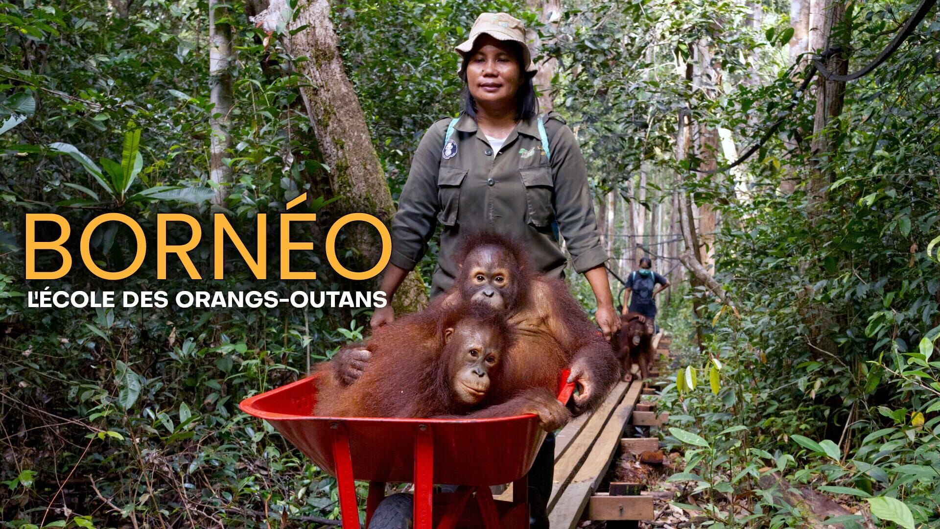 Vignette du programme télé Bornéo, l'école des orangs-outans
