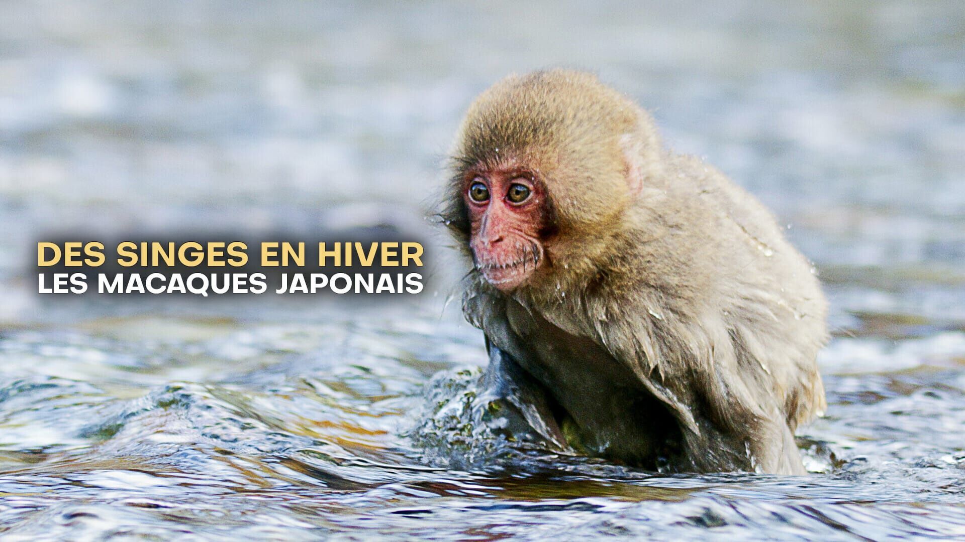 Vignette du programme télé Des singes en hiver : les macaques japonais