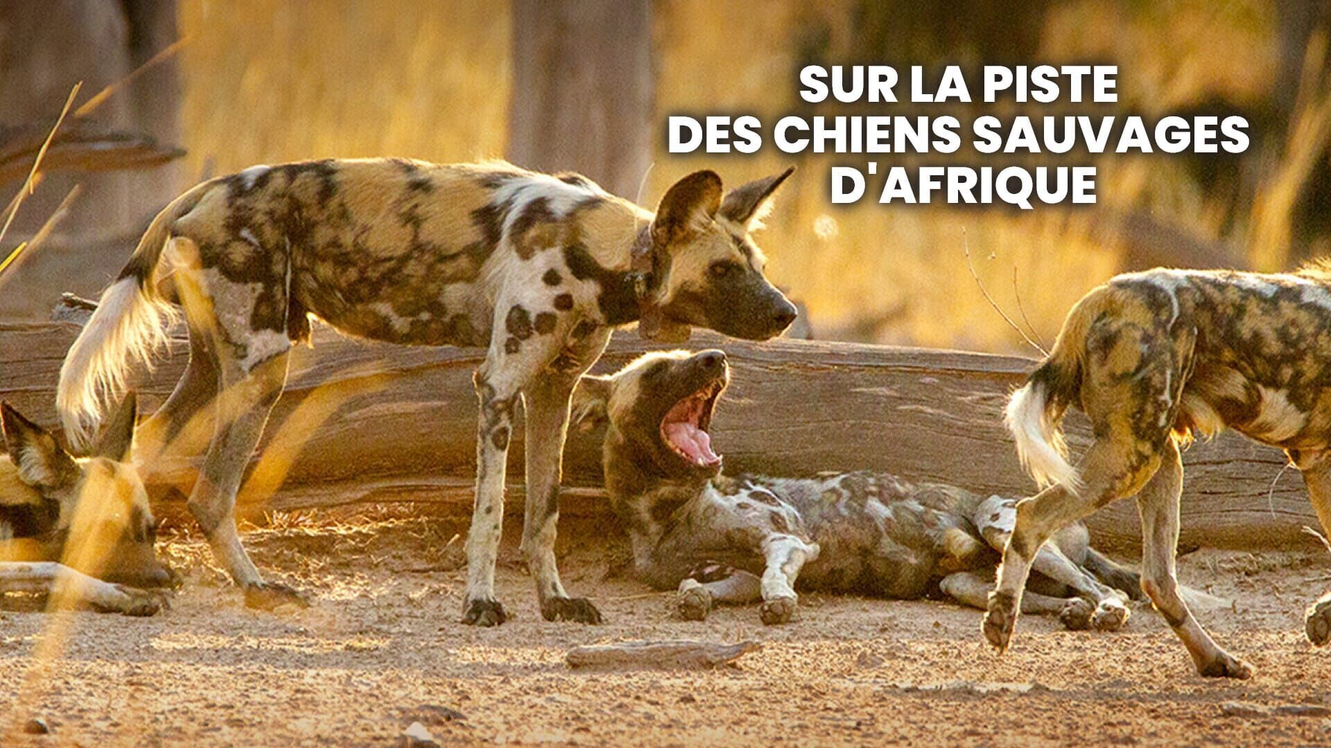 Vignette du programme télé Sur la piste des chiens sauvages d'Afrique