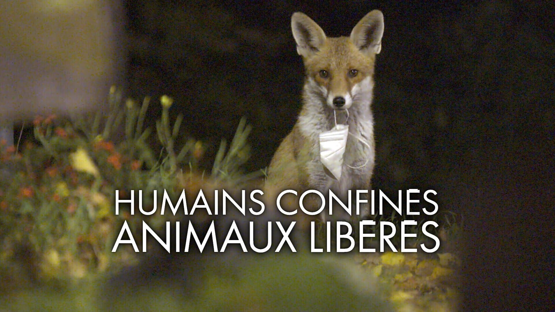 Vignette du programme télé Humains confinés, animaux libérés