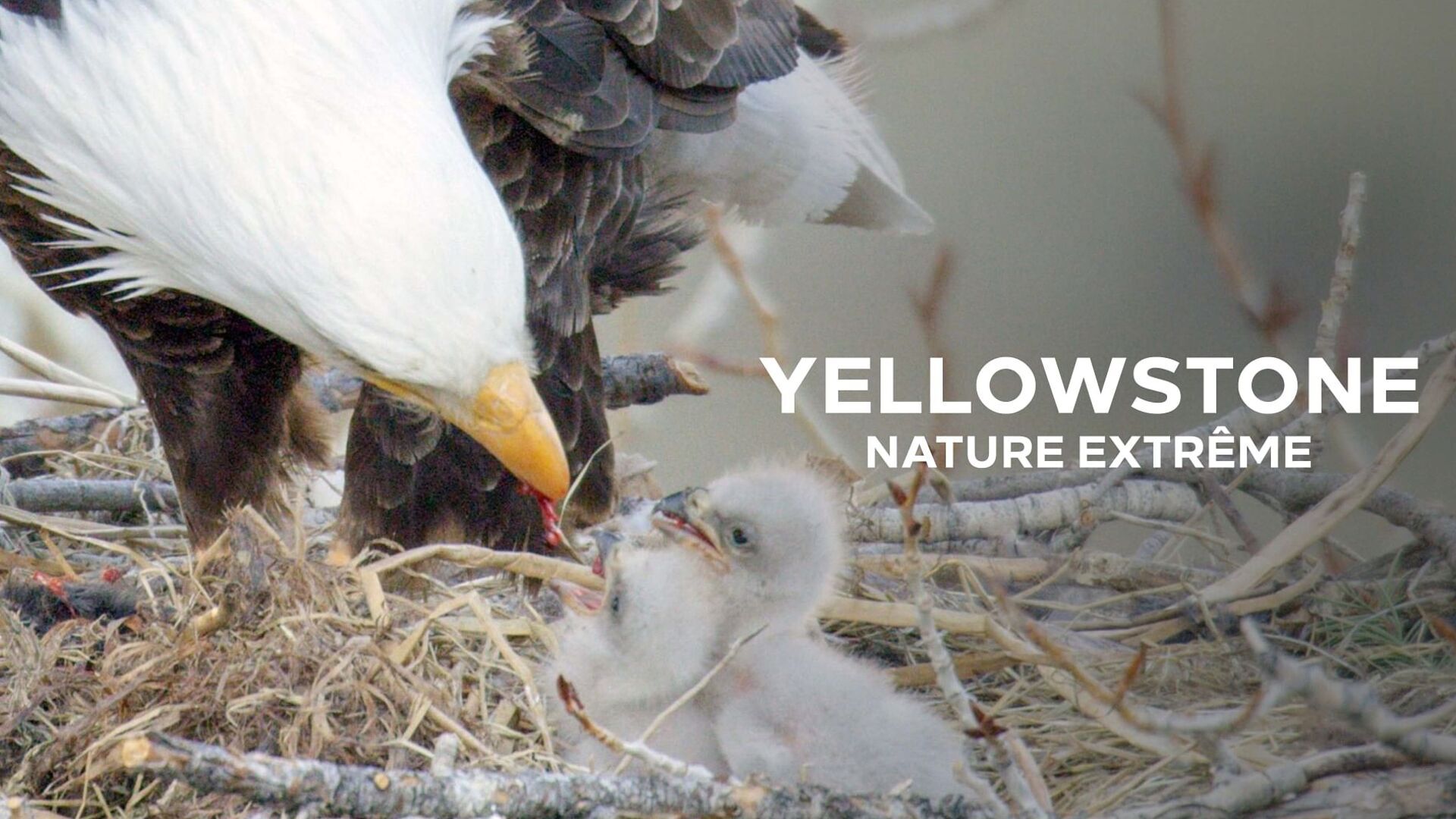 Vignette du programme télé Yellowstone : Nature extrême