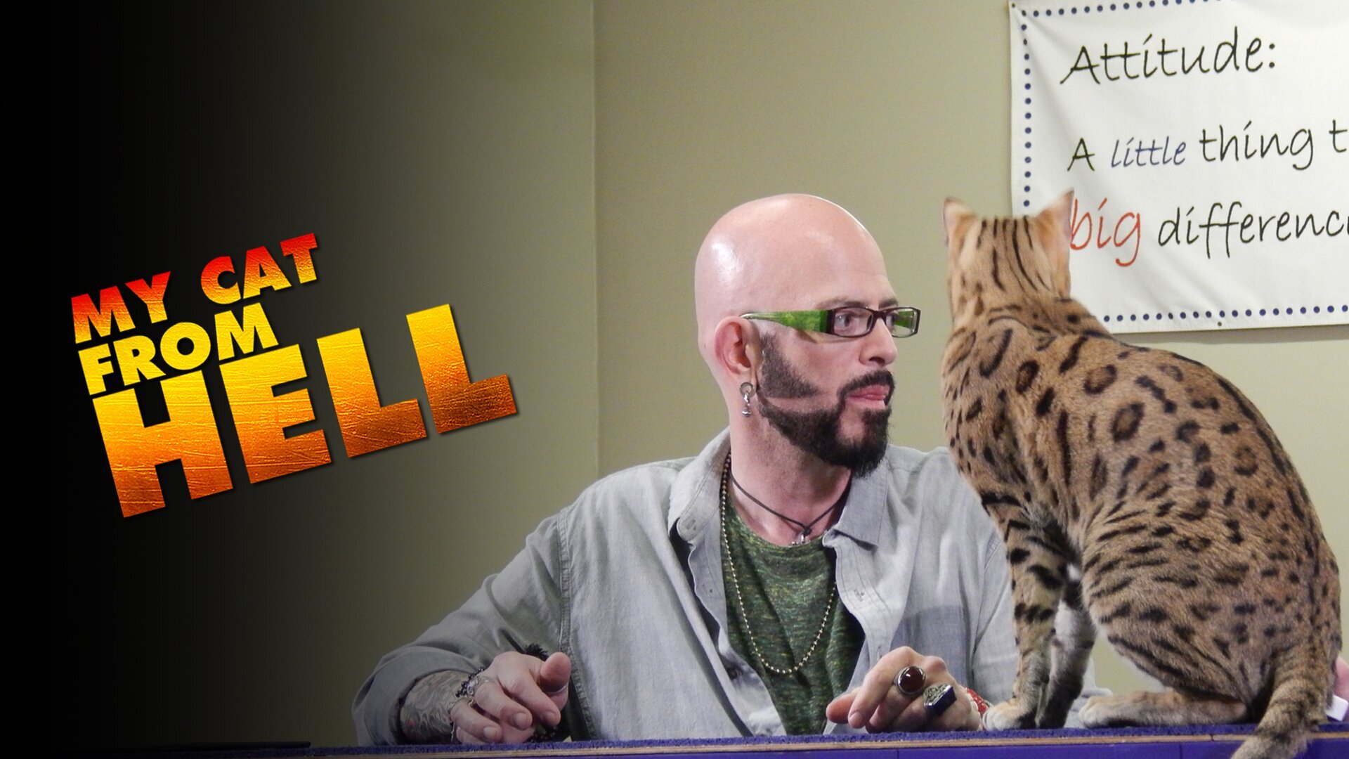 Vignette du programme télé Hell's Cat : mon chat est un cauchemar