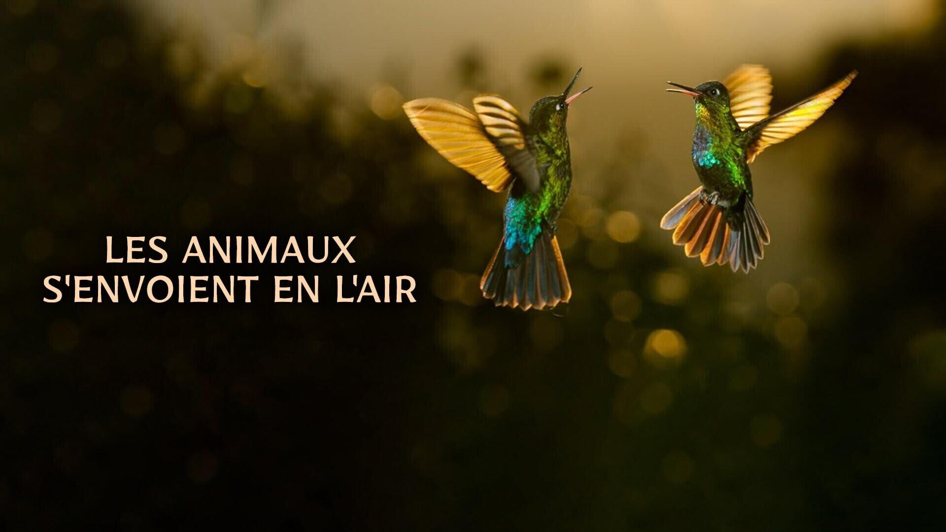 Vignette du programme télé Les animaux s'envoient en l'air