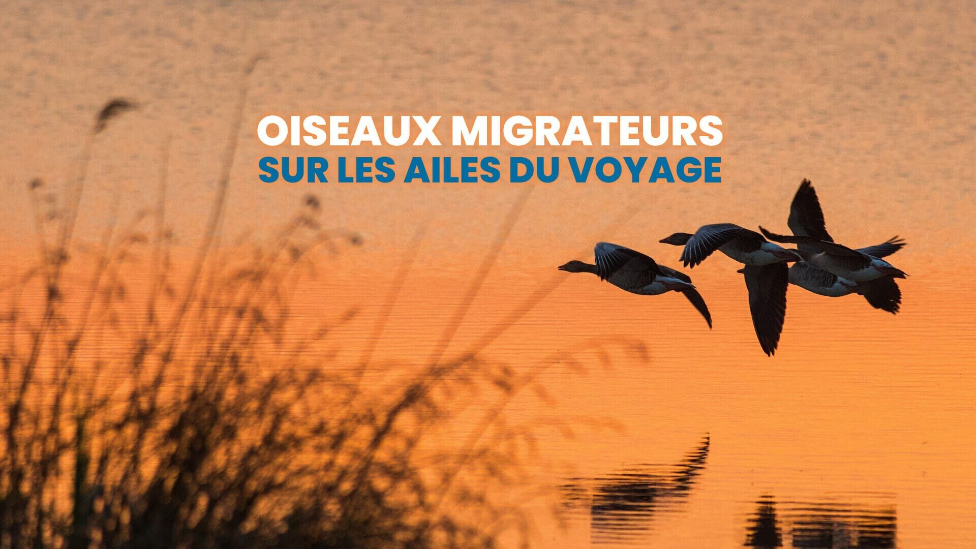 Vignette du programme télé Oiseaux migrateurs : Sur les ailes du voyage