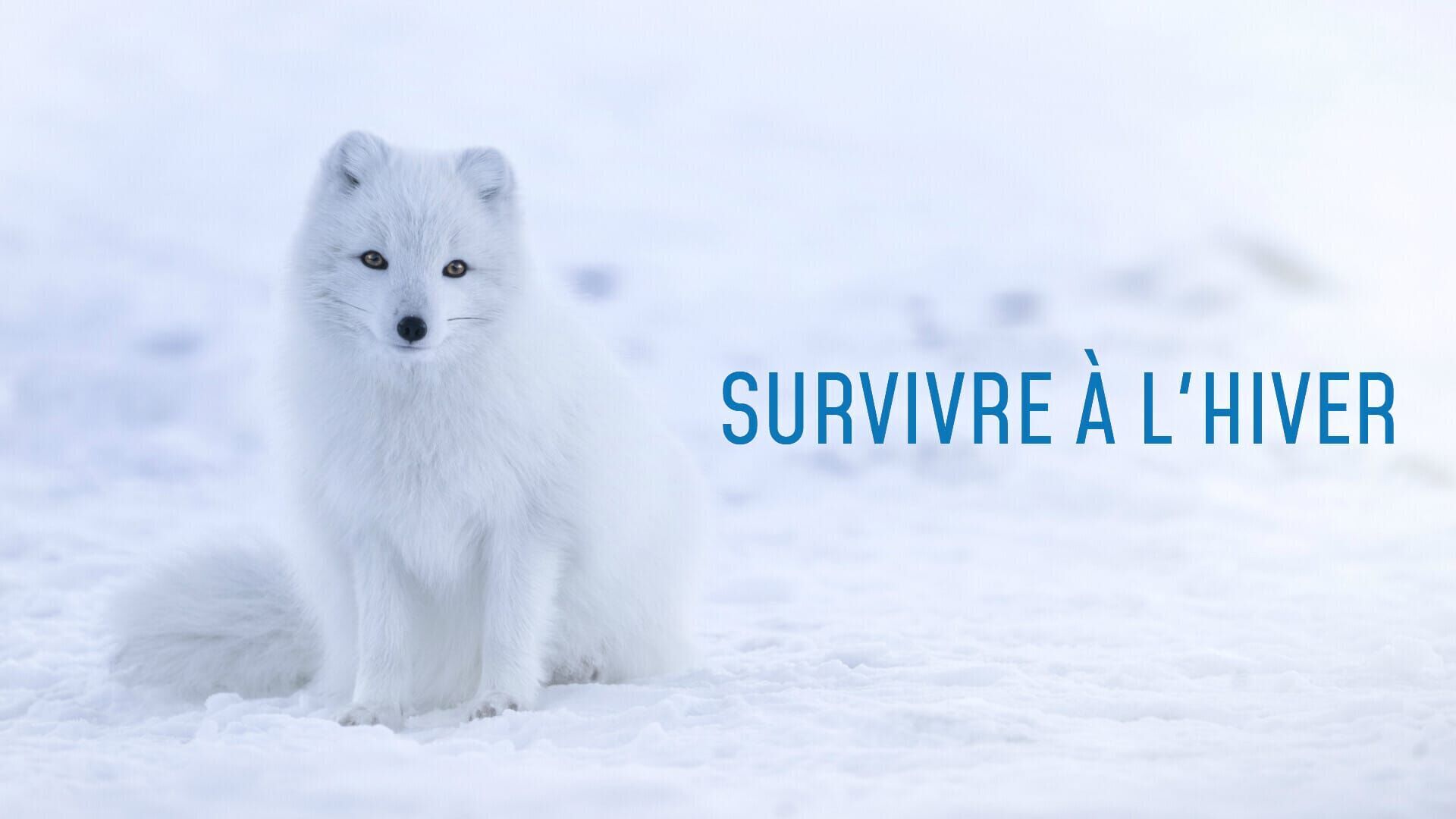 Vignette du programme télé Survivre à l'hiver