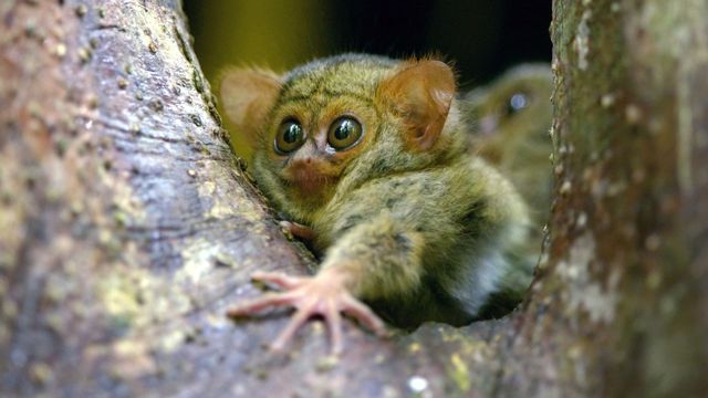 Vignette du programme télé Les animaux s'envoient en l'air - Saison 1