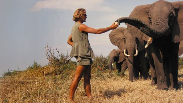 Vignette du programme télé Une vie parmi les éléphants