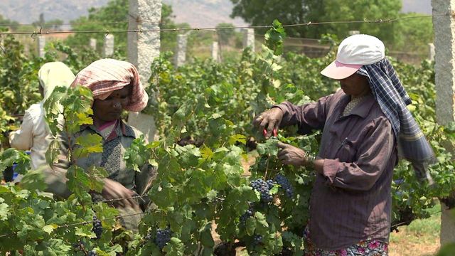 Vignette du programme télé Des vignes et des hommes - Saison 2