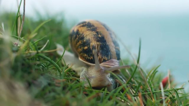 Vignette du programme télé Escargots : Le grand voyage du petit-gris