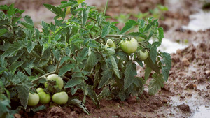 Vignette du programme télé Pas de repos pour Marco