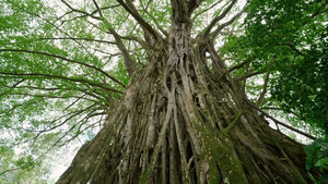 Vignette du programme télé Les 100 lieux qu'il faut voir (Les Marquises, un rêve de voyageur) S10 (5/9)