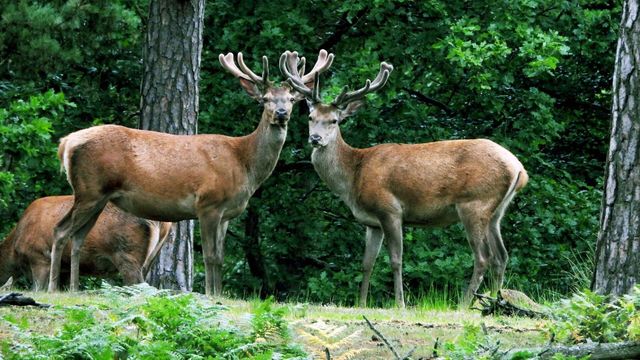Vignette du programme télé La Suède, un bain de nature : Le Götaland et le Svealand