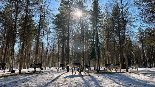 Vignette du programme télé Finlande : l'hiver dans le Grand Nord