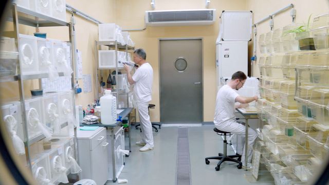 Vignette du programme télé Virus et épidémies : l'île-laboratoire