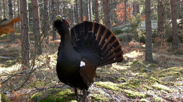 Vignette du programme télé Småland, le royaume des animaux sauvages