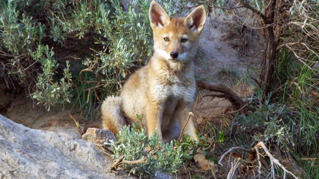 Vignette du programme télé Yellowstone : Nature extrême