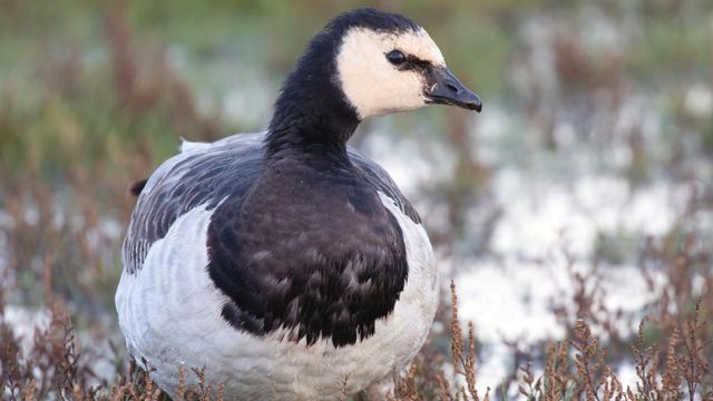 Vignette du programme télé GEO Reportage