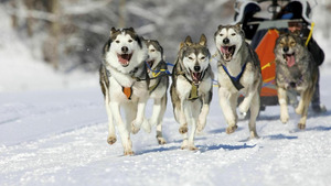 Vignette du programme télé La grande odyssée