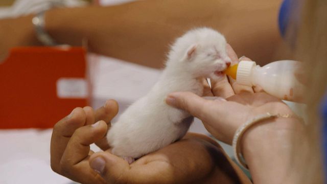 Vignette du programme télé Sans collier