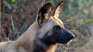 Vignette du programme télé Sur la piste des chiens sauvages d'Afrique (La saison de tous les dangers) S1 (2/6)