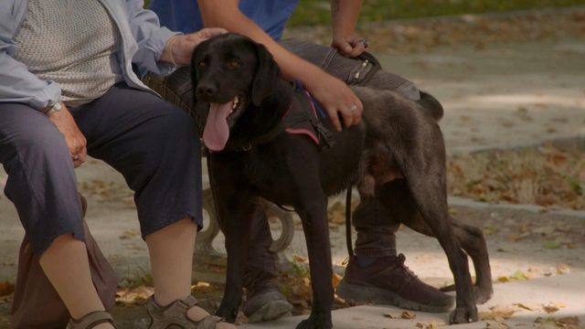 Vignette du programme télé Sans collier