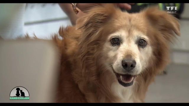 Vignette du programme télé Sans collier