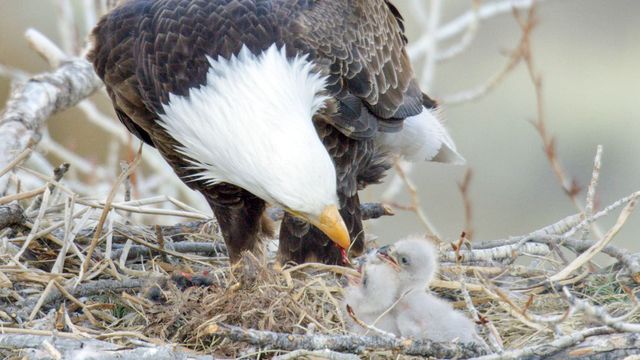 Vignette du programme télé Yellowstone : Nature extrême