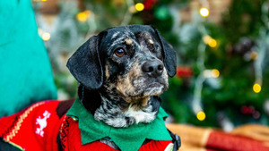 Vignette du programme télé Dog House : un chien pour la vie (Les deux font la paire) S3 (8/8)