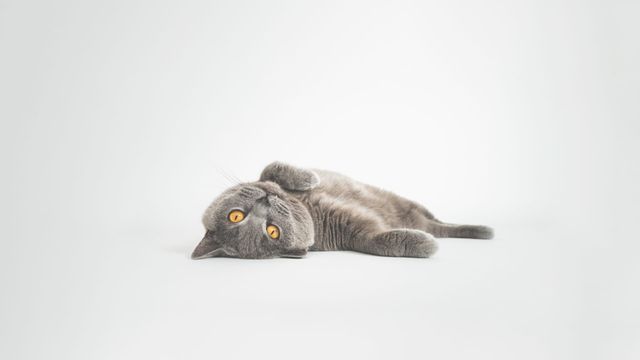 Vignette du programme télé Hell's Cats - Saison 6