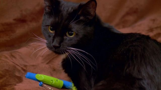 Vignette du programme télé Hell's Cats - Saison 7