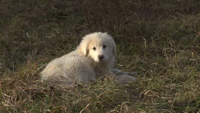 Vignette du programme télé Chiots & chatons, 3 mois pour devenir grand - Saison 1