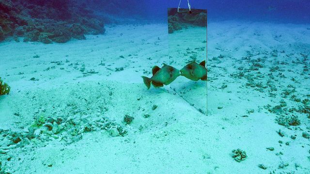 Vignette du programme télé 42, la réponse à presque tout - Saison 1