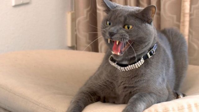 Vignette du programme télé Hell's Cats - Saison 7