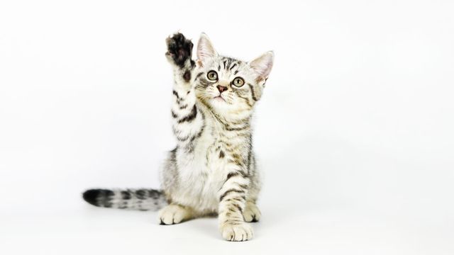 Vignette du programme télé Hell's Cats - Saison 7