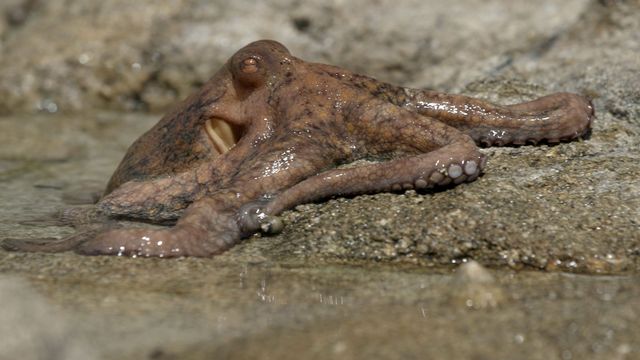 Vignette du programme télé Le grand cirque des marées