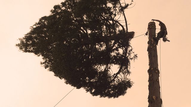 Vignette du programme télé Bûcheron : un métier à hauts risques - Saison 2