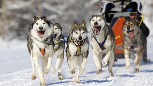 Vignette du programme télé La grande odyssée