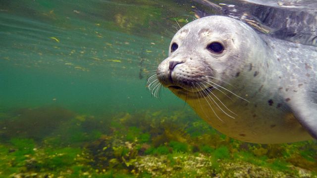 Vignette du programme télé Histoires de phoques : entre terre et mer